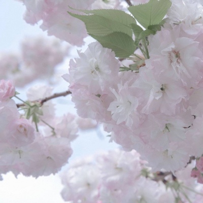 将乐福瑞交流群